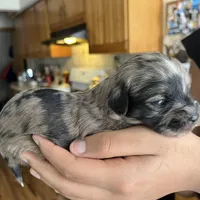 Mocha, a female Shihpoo for sale in Rochester, NY – Photo 2 of 3