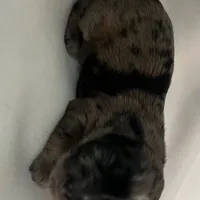 Mocha, a female Shihpoo for sale in Rochester, NY – Photo 3 of 3