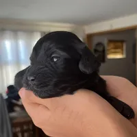 Blade, a male Shihpoo for sale in Rochester, NY – Photo 1 of 3