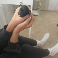 Blade, a male Shihpoo for sale in Rochester, NY – Photo 3 of 3