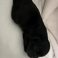 Blade, a male Shihpoo for sale in Rochester, NY – Photo 2 of 3