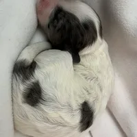 Pepper, a female Shihpoo for sale in Rochester, NY – Photo 3 of 3