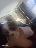 Pepper, a female Shihpoo for sale in Rochester, NY – Photo 1 of 3