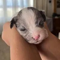 Pepper, a female Shihpoo for sale in Rochester, NY – Photo 2 of 3