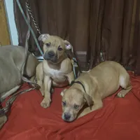 Kimmi ( black face), a female American Pit Bull Terrier for sale in Rochester, NY – Photo 1 of 4