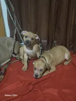 Kimmi ( black face), a female American Pit Bull Terrier for sale in Rochester, NY – Photo 1 of 4