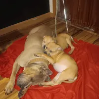 Kimmi ( black face), a female American Pit Bull Terrier for sale in Rochester, NY – Photo 4 of 4