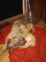 Kimmi ( black face), a female American Pit Bull Terrier for sale in Rochester, NY – Photo 4 of 4