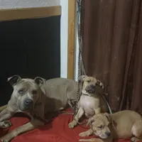 Kimmi ( black face), a female American Pit Bull Terrier for sale in Rochester, NY – Photo 3 of 4