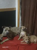 Kimmi ( black face), a female American Pit Bull Terrier for sale in Rochester, NY – Photo 3 of 4