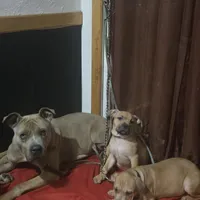 Kimmi ( black face), a female American Pit Bull Terrier for sale in Rochester, NY – Photo 2 of 4