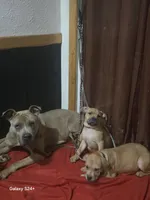 Kimmi ( black face), a female American Pit Bull Terrier for sale in Rochester, NY – Photo 2 of 4