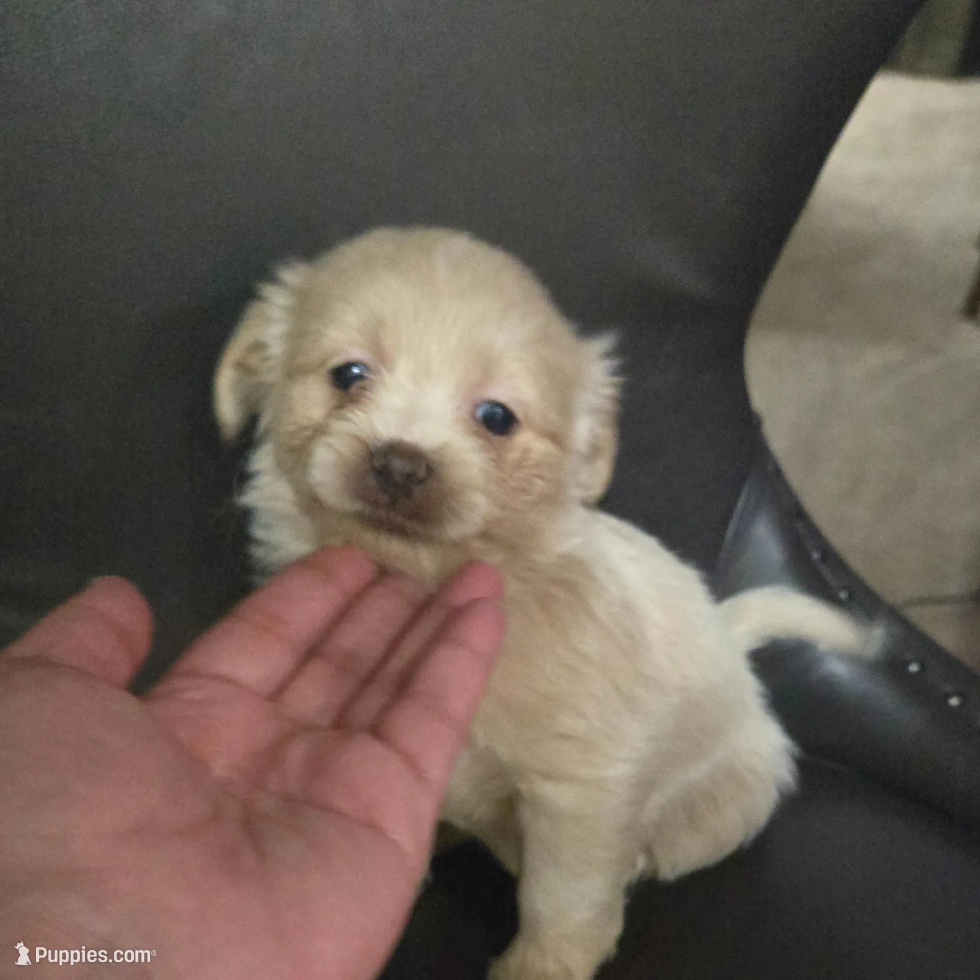 Mello – Shihpoo puppy for sale in Rochester, NY