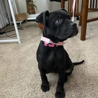 Eve, a female American Pit Bull Terrier for sale in Rochester, NY – Photo 2 of 2