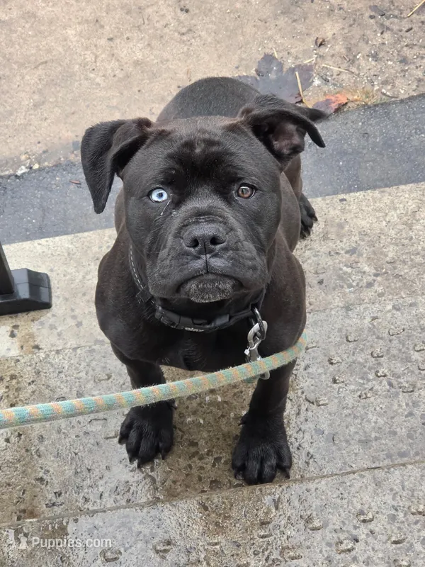 Eve – American Pit Bull Terrier puppy for sale in Rochester, NY