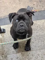 Eve, a female American Pit Bull Terrier for sale in Rochester, NY – Photo 1 of 2