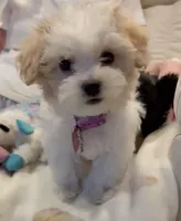 Lucy , a female Maltipoo for sale in Sun City Center, FL – 1 of 4