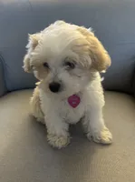 Lucy , a female Maltipoo for sale in Sun City Center, FL – 2 of 4