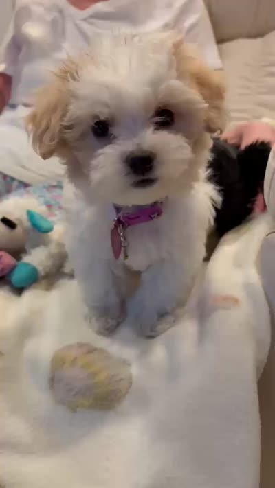 Lucy (Daisy), a female Maltipoo for sale in Sun City Center, FL – 1 of 1