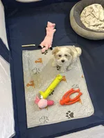 Lucy , a female Maltipoo for sale in Sun City Center, FL – 3 of 4
