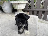 Pepper, a female Miniature Schnauzer for sale in Milwaukee, WI – Photo 4 of 4
