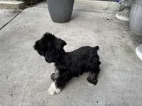 Pepper, a female Miniature Schnauzer for sale in Milwaukee, WI – Photo 3 of 4