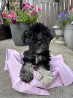 Pepper, a female Miniature Schnauzer for sale in Milwaukee, WI – Photo 1 of 4
