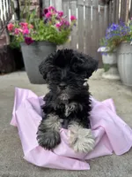 Pepper, a female Miniature Schnauzer for sale in Milwaukee, WI – Photo 2 of 4
