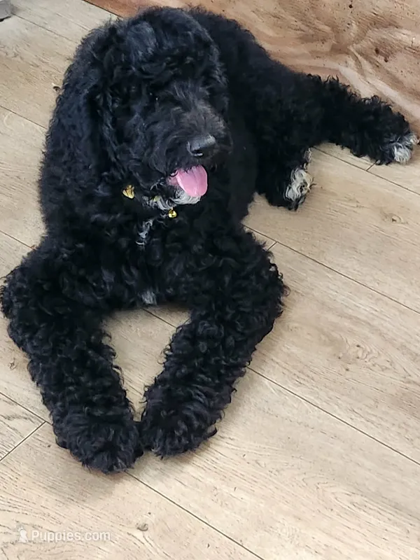 Bambi  – Poodle - Standard  puppy for sale in Silver Springs, FL