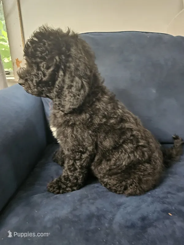 Mimi – Poodle - Standard  puppy for sale in Belleview, FL
