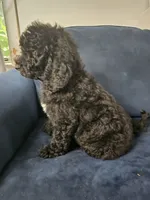 Mimi, a female Poodle - Standard  for sale in Belleview, FL – 1 of 3