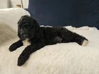 Max, a male Poodle - Standard  for sale in Silver Springs, FL – 3 of 4