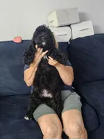 Nube, a female Poodle - Standard  for sale in Belleview, FL – 3 of 3