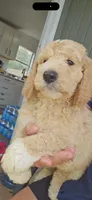 Mango, a male Poodle - Standard  for sale in Silver Springs, FL – 1 of 2