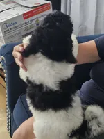 Nala, a female Poodle - Standard  for sale in Belleview, FL – 7 of 7