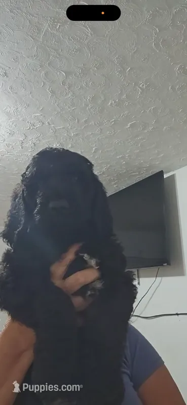 Toby – Poodle - Standard  puppy for sale in Silver Springs, FL