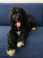 Chanel, a female Poodle - Standard  for sale in Belleview, FL – 2 of 4