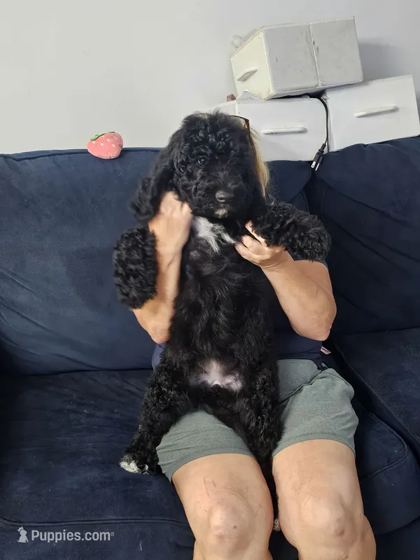 Nube – Poodle - Standard  puppy for sale in Belleview, FL