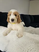 Nala, a female Poodle - Standard  for sale in Silver Springs, FL – 5 of 5