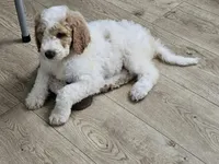 Nala, a female Poodle - Standard  for sale in Silver Springs, FL – 4 of 5