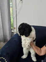 Nala, a female Poodle - Standard  for sale in Belleview, FL – 4 of 7