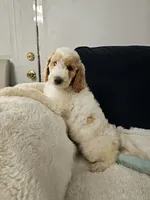 Nala, a female Poodle - Standard  for sale in Silver Springs, FL – 2 of 5