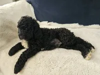 Max, a male Poodle - Standard  for sale in Silver Springs, FL – 4 of 4
