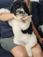 Nala, a female Poodle - Standard  for sale in Belleview, FL – 3 of 7