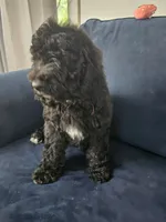 Mimi, a female Poodle - Standard  for sale in Belleview, FL – 3 of 3