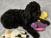 Luna, a female Poodle - Standard  for sale in Belleview, FL – 3 of 4