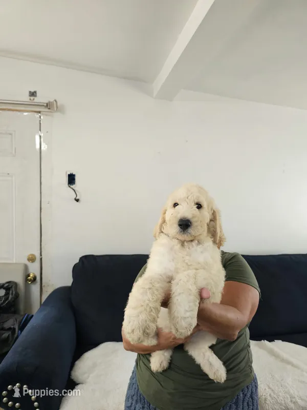 Miky – Poodle - Standard  puppy for sale in Silver Springs, FL