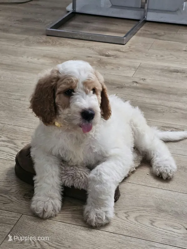 Nala – Poodle - Standard  puppy for sale in Silver Springs, FL