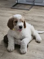 Nala, a female Poodle - Standard  for sale in Silver Springs, FL – 1 of 5