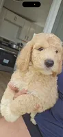 Mango, a male Poodle - Standard  for sale in Silver Springs, FL – 2 of 2